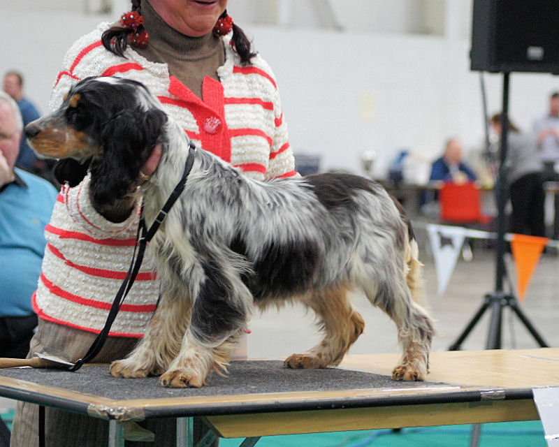 JCC 102.JPG - Cocker Puppy Bitch Class: Thornbrook Rainbow Twist